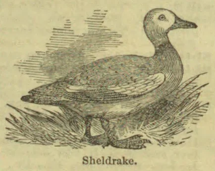 An engraved illustration of a sheldrake standing among reeds.