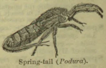 An engraving of a springtail insect, shown with a long segmented body and antennae.