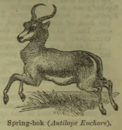 An antelope springing over a patch of grass.