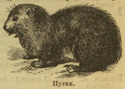 A shaggy hyrax sits on the ground in profile.
