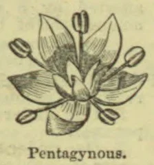 A botanical diagram of a flower with five pistils and surrounding stamens.