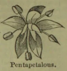 A botanical drawing of a five-petaled flower with its stamens and other parts shown.