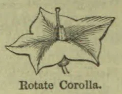 A botanical diagram shows a rotate corolla with its central reproductive structures.