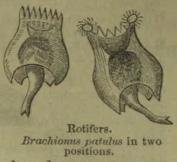 The illustration shows a rotifer, *Brachionus patulus*, in two positions.