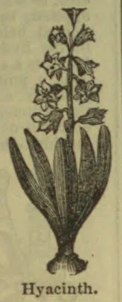 A botanical illustration of a flowering hyacinth plant with clustered blossoms and long leaves.