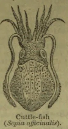 An illustration of a cuttlefish, with its tentacles extended and its body shown from the front.