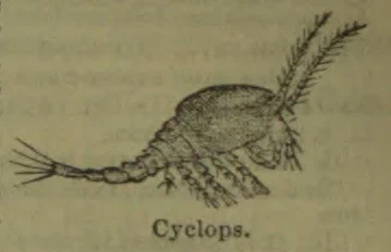 An engraving of a small, segmented crustacean with a rounded body, long antennae, and a tail with bristles.