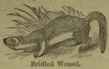 An engraved illustration of a bridled weasel standing on the ground with grasses behind it.