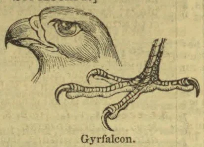 An illustration of a gyrfalcon’s head and taloned feet.