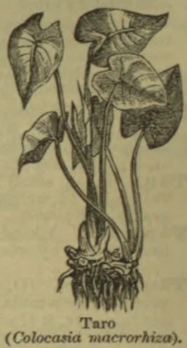 An engraving of a taro plant with broad leaves, stalks, and a cluster of roots.