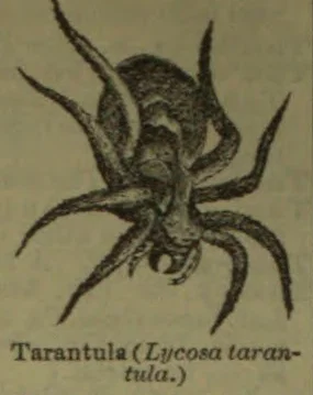 An illustration of a tarantula viewed from above.