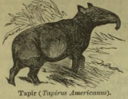 An illustration of a tapir standing among vegetation.