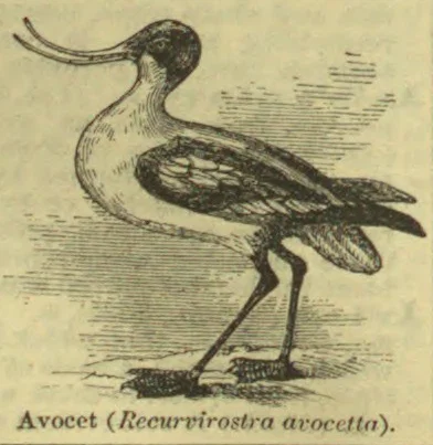 An avocet with a long, upcurved bill stands on long legs.