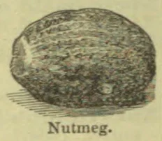 An oval nutmeg seed is shown.