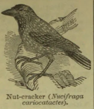 An engraving of a bird perched on a branch.