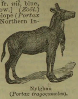 An illustration of a standing nilgai, shown in profile.
