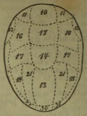 An oval diagram divided into numbered regions, resembling a map of the areas of the brain.