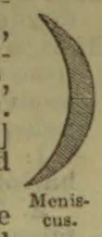 A narrow crescent-shaped curved figure.