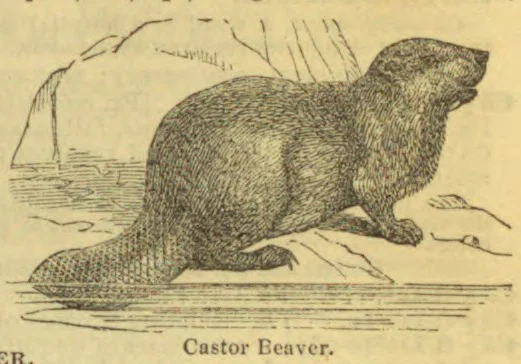 A beaver is shown crouching beside the water, with a rocky landscape in the background.