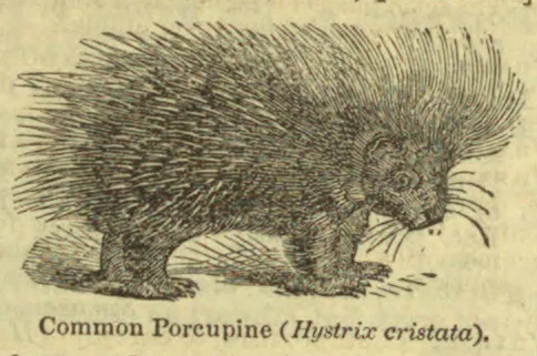 An illustration of a common porcupine with long, densely packed quills.