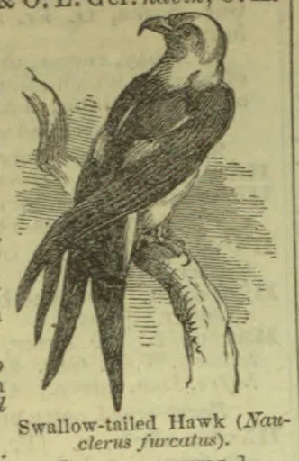 An illustration of a swallow-tailed hawk perched on a branch.