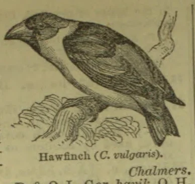 An illustration of a hawfinch perched on a branch.