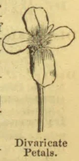 A botanical line drawing of a flower with divaricate petals and a long stem.
