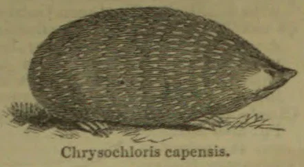 An elongated, scaled mole-like animal is shown in profile.