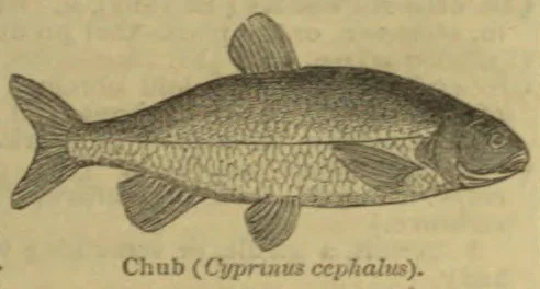 A side-view illustration of a chub fish.