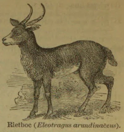An engraved illustration of a long-horned antelope standing in profile.