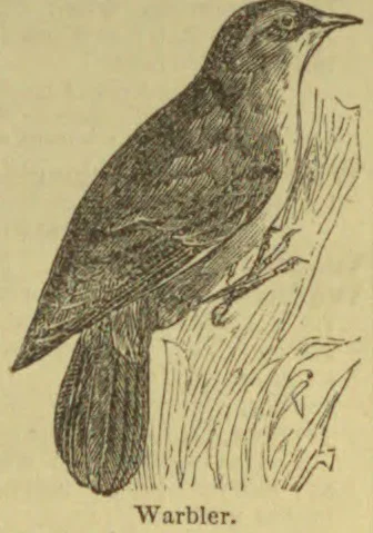 A warbler perches among tall grasses and branches.