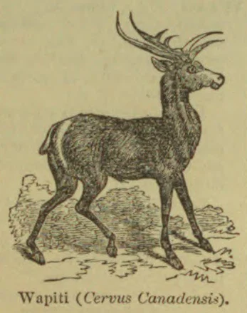 A line drawing of a wapiti, or elk, standing in profile with large branching antlers.