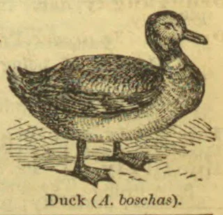An engraved illustration of a duck standing on the ground.