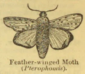 An open-winged feather-winged moth is shown.