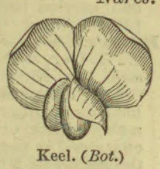 A botanical illustration of a flower showing its keel-shaped petals.