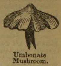 An illustration of an umbonate mushroom with a broad cap and slender stem.