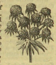 A flowering plant with several rounded flower heads and deeply divided leaves.