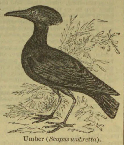 An umber bird perched on a branch amid foliage.