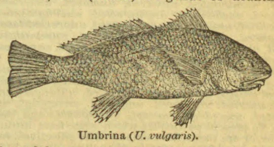 An engraved fish with spiny dorsal fins, shown in profile.
