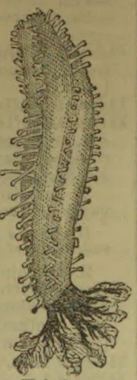 A long, feather-like marine organism with many small side branches and a root-like base.