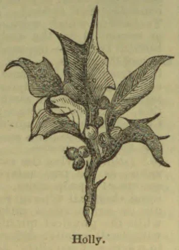 An engraved sprig of holly with spiky leaves and berries.