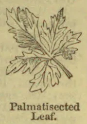 A botanical drawing of a palmatisected leaf with deeply divided lobes.