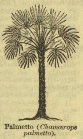 A tall palmetto palm with a slender trunk and spreading clusters of fan-shaped leaves.