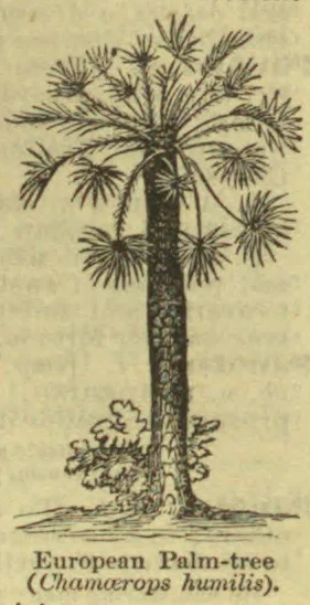 An old botanical illustration of a European palm tree with a tall trunk, spreading fronds, and foliage at its base.