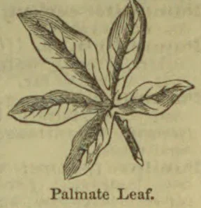 A botanical drawing of a palmate leaf with several blades radiating from a central point.