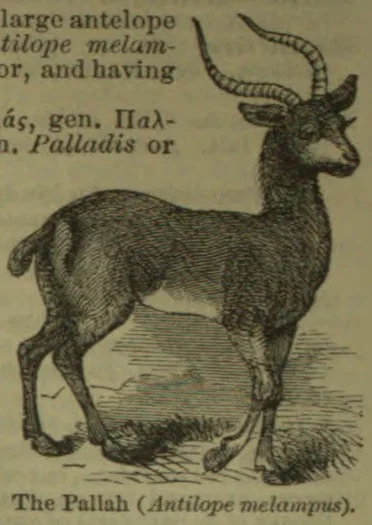 An engraved illustration of a standing antelope with long, curved horns.