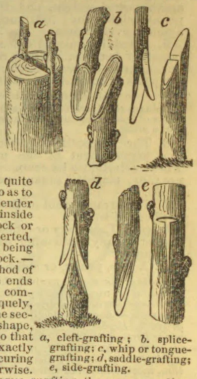 The illustration shows five methods of grafting branches onto stocks.