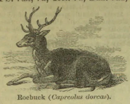 An illustration of a roebuck lying down with its head raised and antlers branching upward.