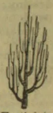 A small leafless shrub or tree with many slender, upright branches is depicted.