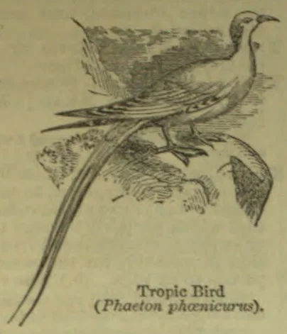 An illustration of a tropic bird perched on a branch, with long tail feathers trailing downward.